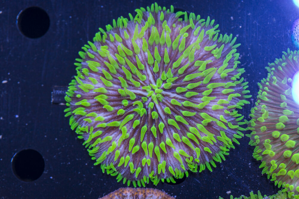Fungia