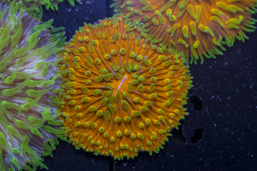 Fungia