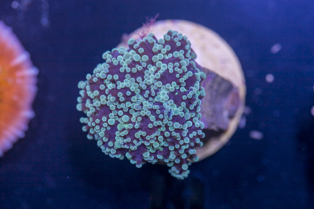 A19 - Frogspawn