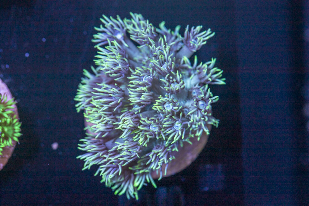 A28 - Goniopora