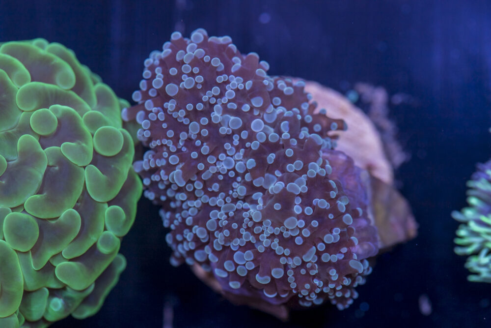 B18 - Frogspawn
