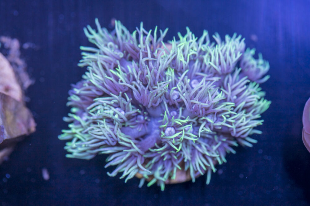 B19 - Goniopora
