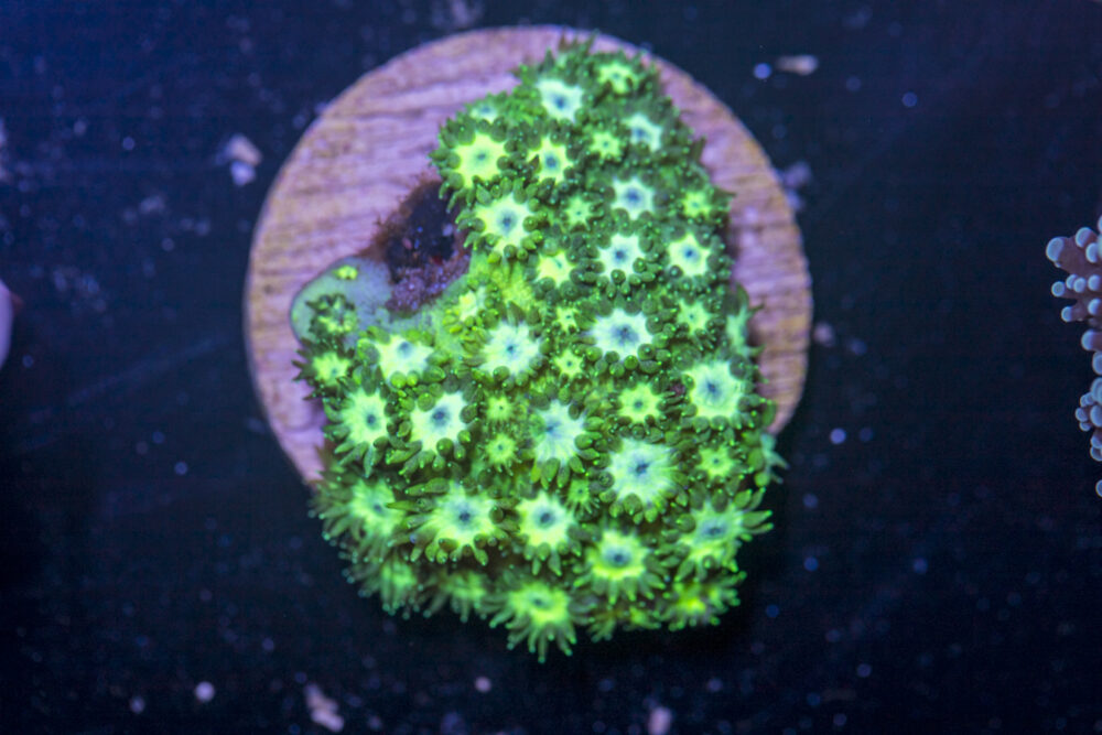 B23 - Goniopora