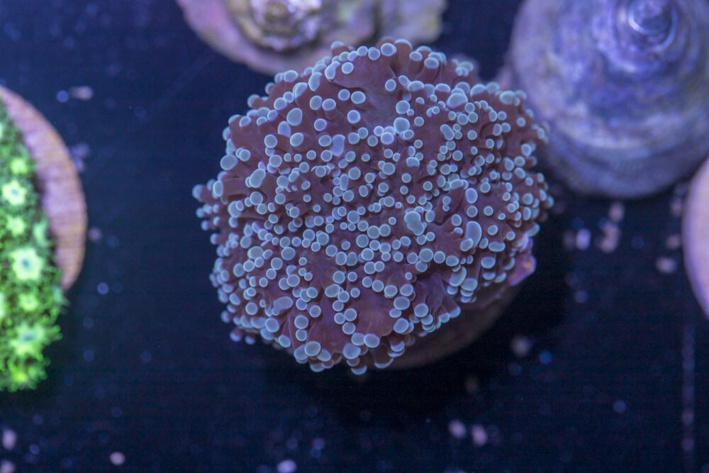 B24 - Frogspawn