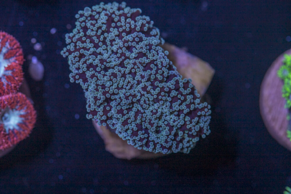 B27 - Frogspawn