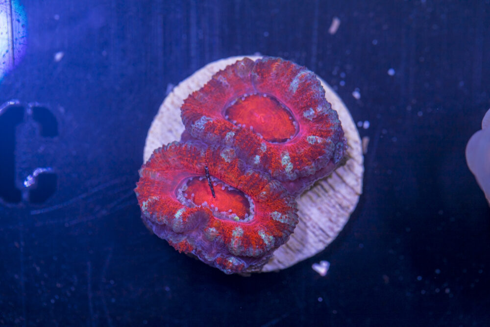 C15 - Acan