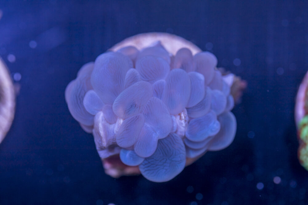 C16 - Bubble
