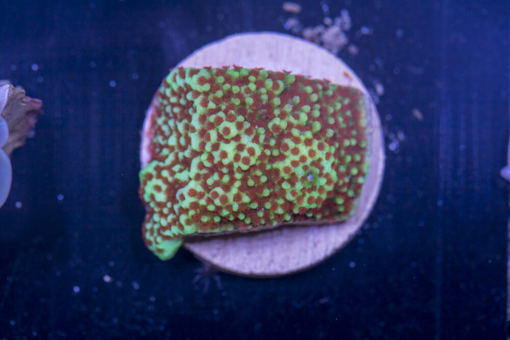 C17 - Montipora