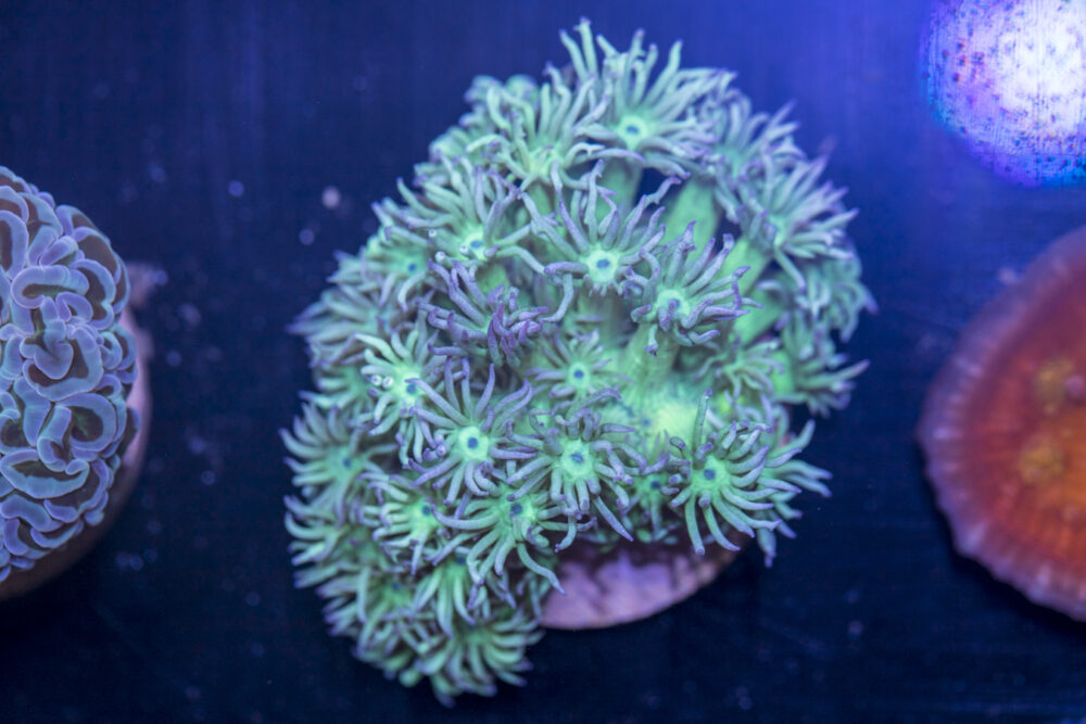 C20 - Goniopora