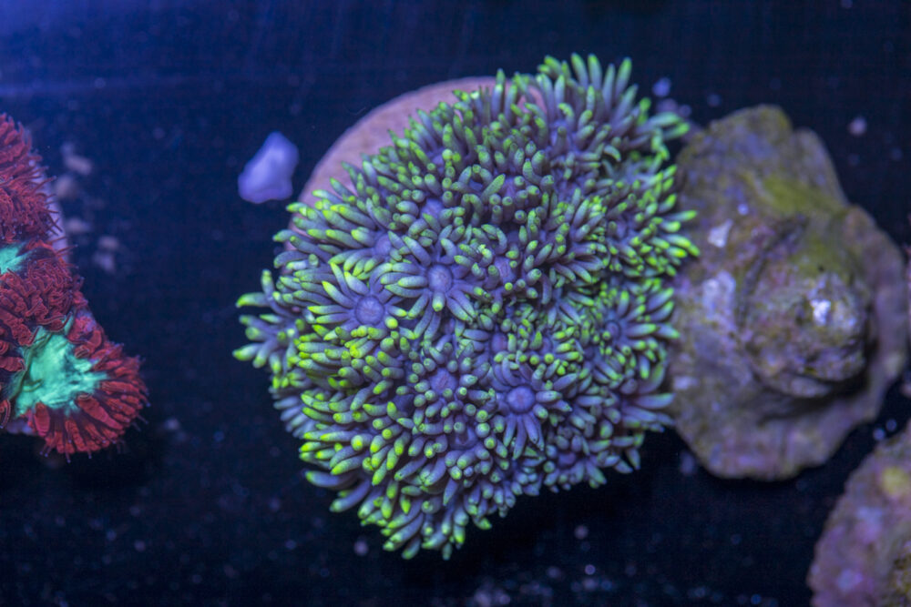 C23 - Goniopora