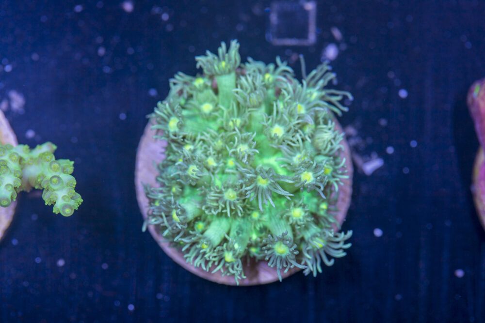 D16 - Goniopora