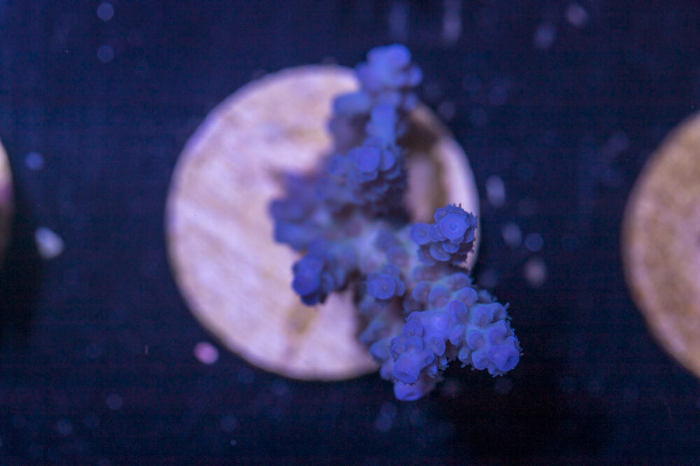 D26 - Acropora