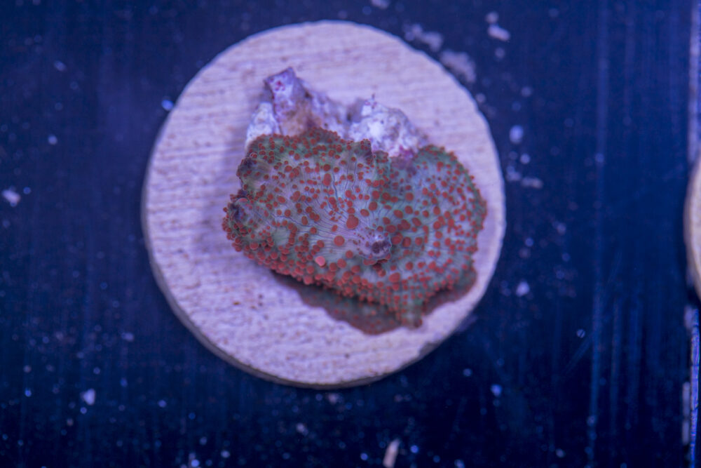E17 - Corallimorph