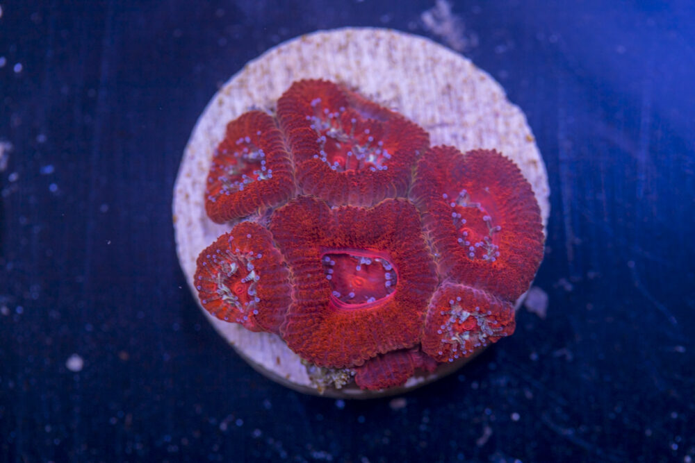 E19 - Acan