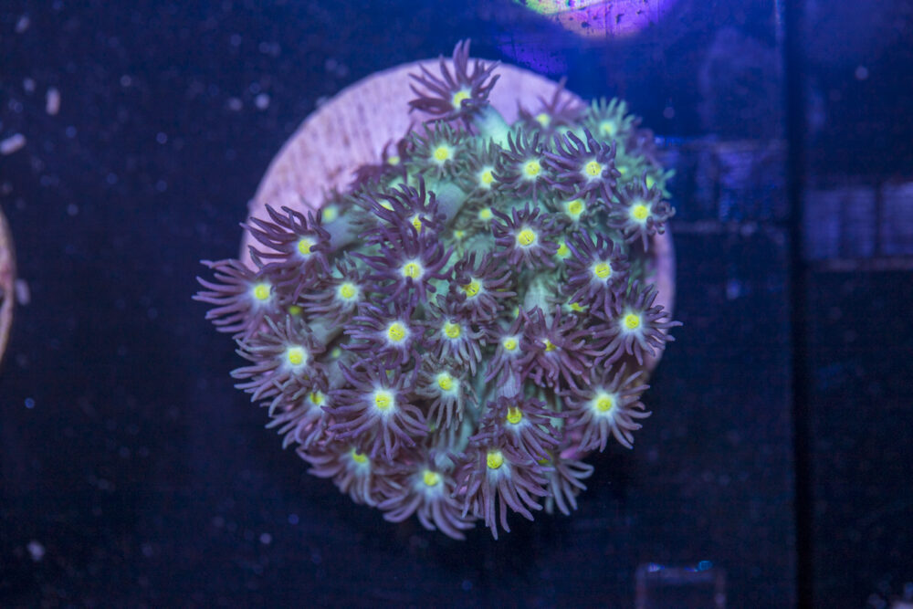 E21 - Goniopora