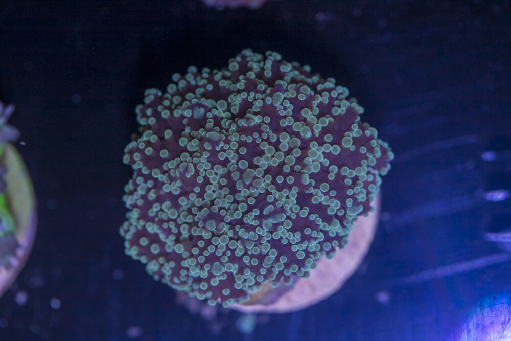 E22 - Frogspawn