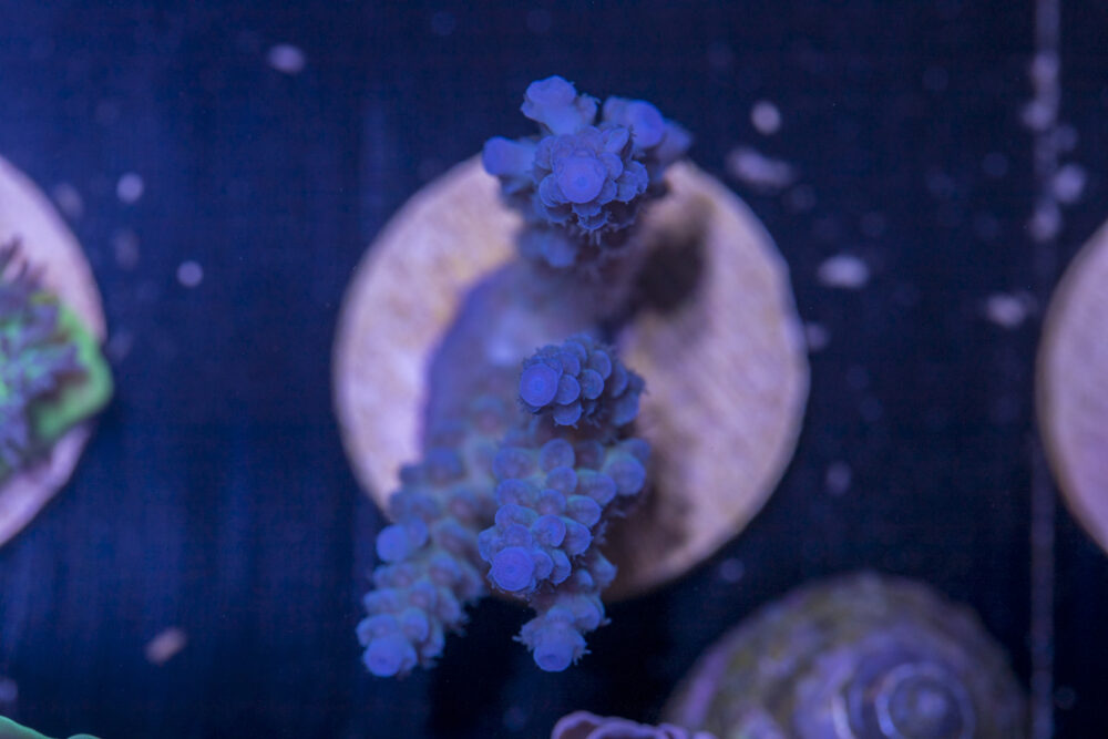 E24 - Acropora