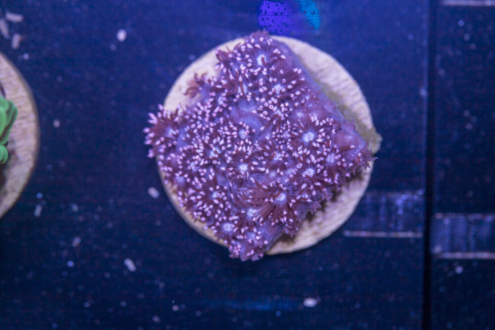 F20 - Goniopora
