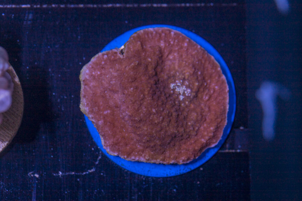 F27 - Montipora