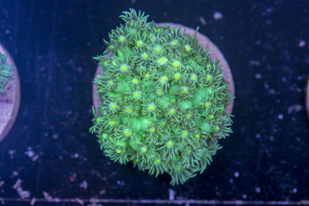 G15 - Goniopora