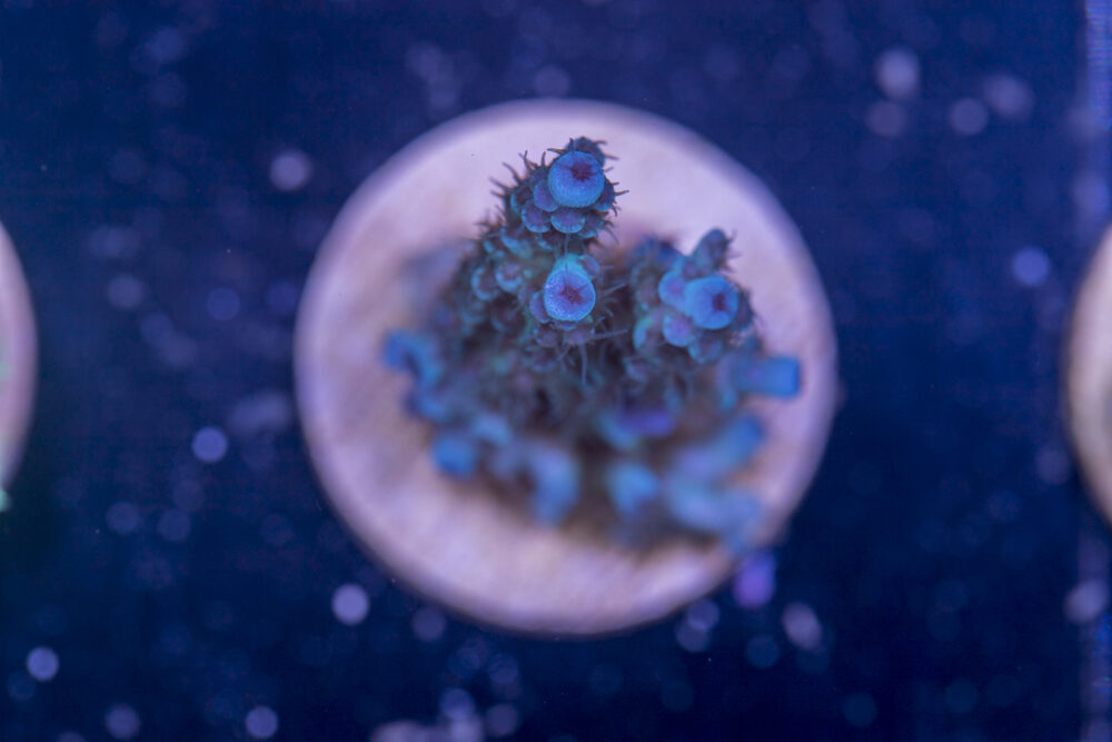 G16 - Acropora