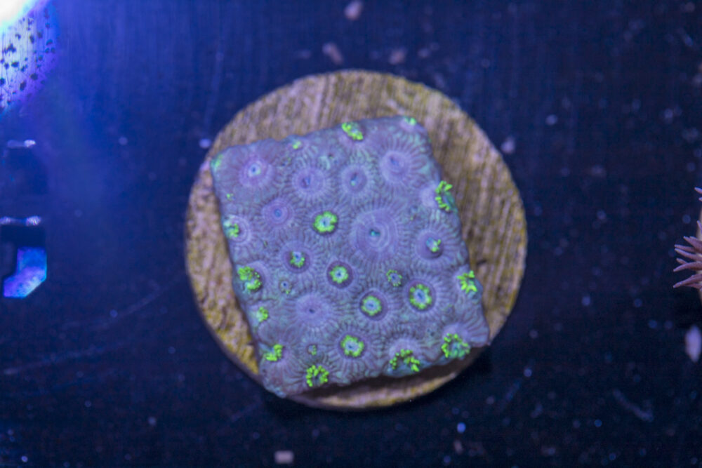 G21 - Goniopora