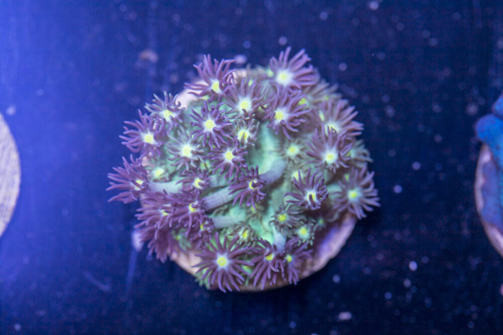 G22 - Goniopora