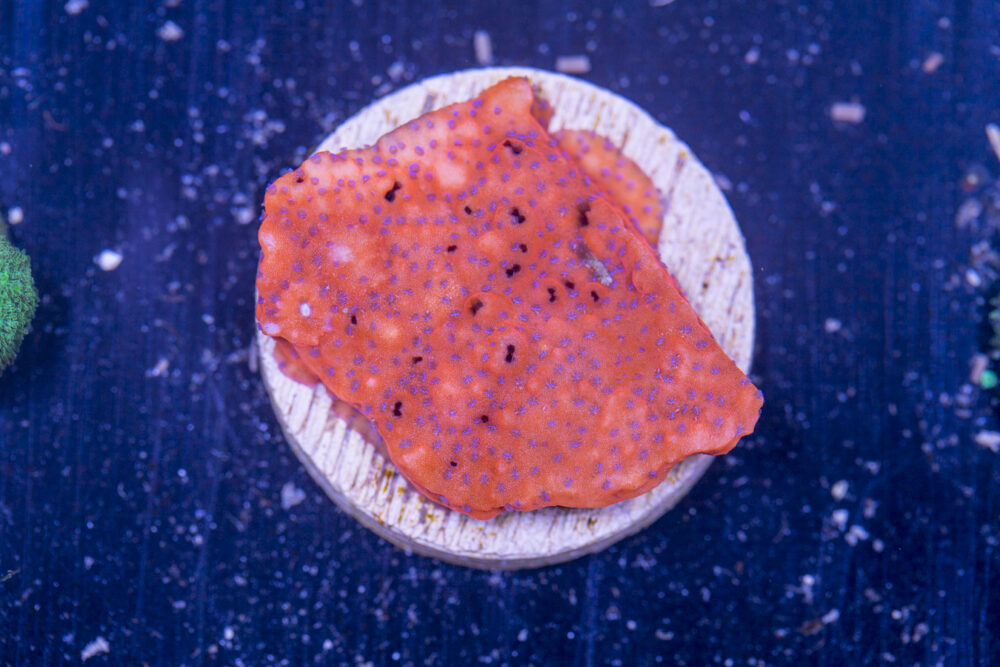 H16 - Montipora