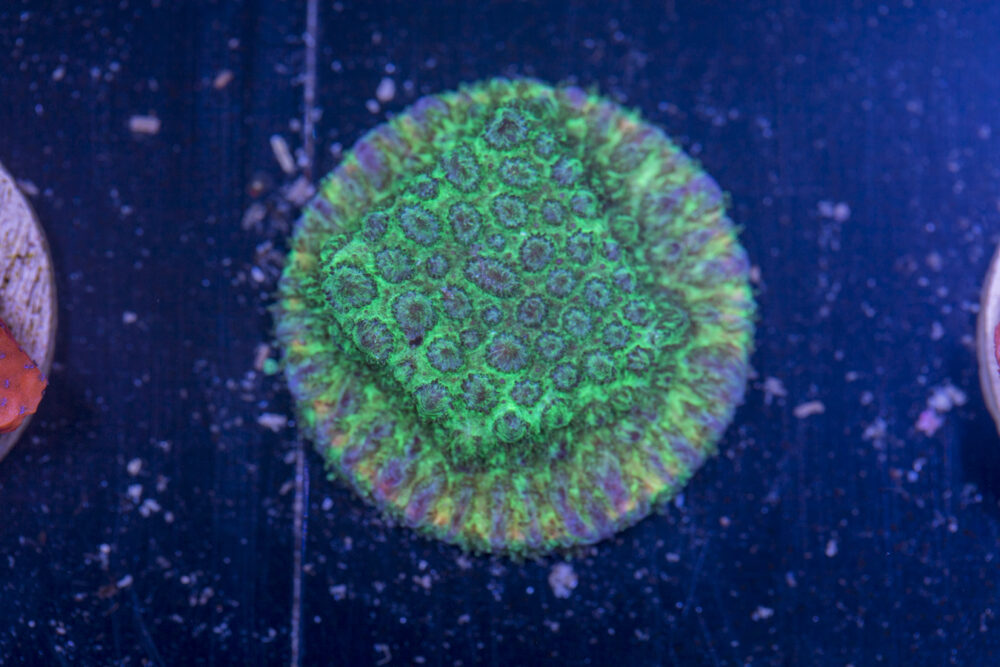 H17 - Leptastrea