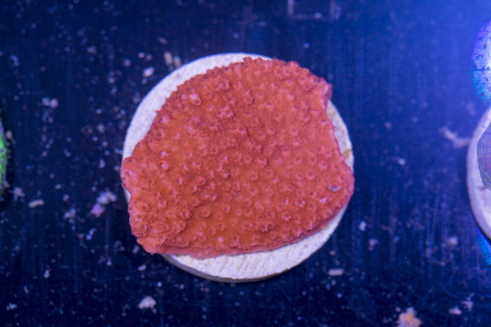 H18 - Montipora
