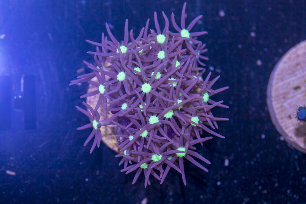 H21 - Star Polyp