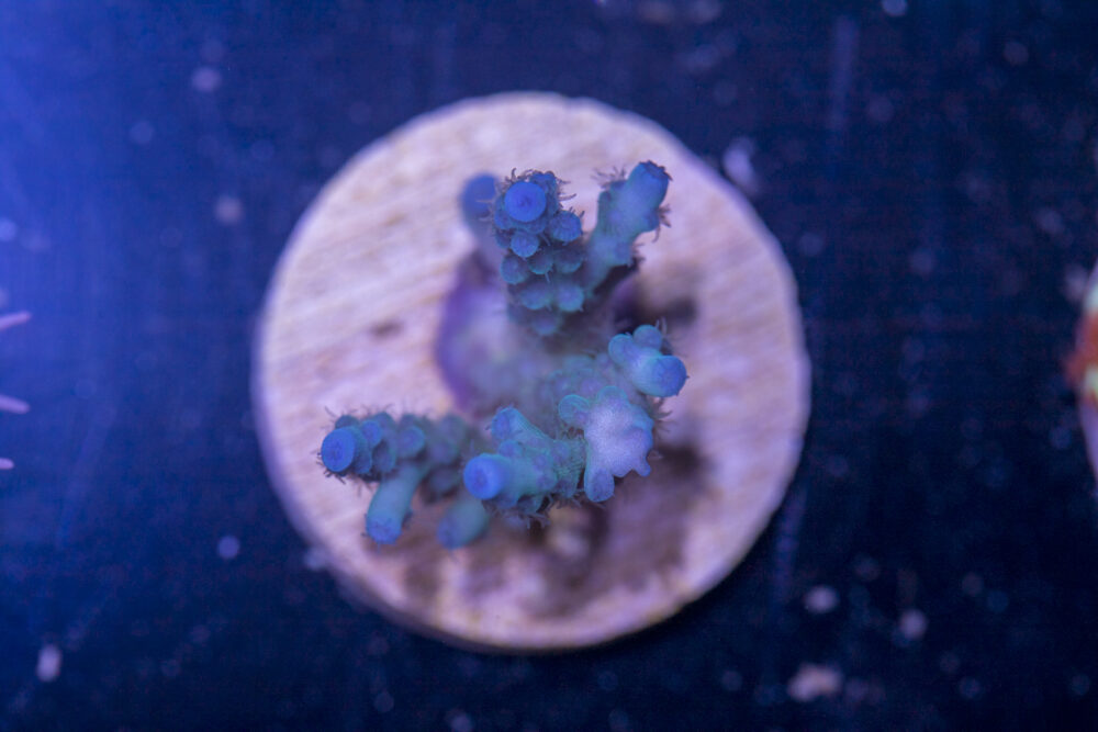 H22 - Acropora