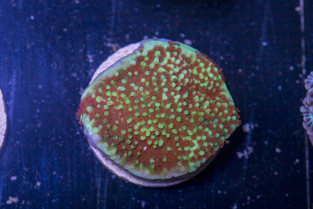 H23 - Montipora