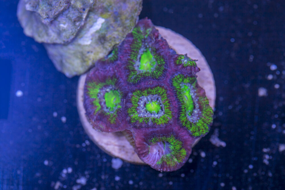 H28 - Acan