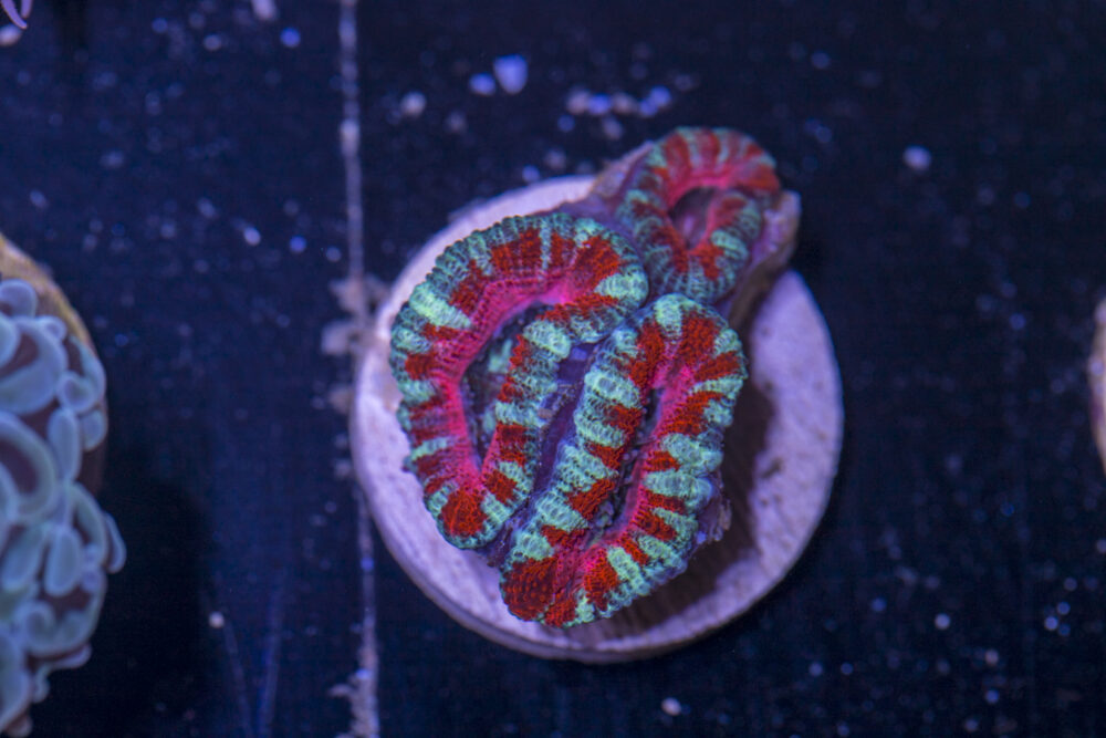 I24 - Acan