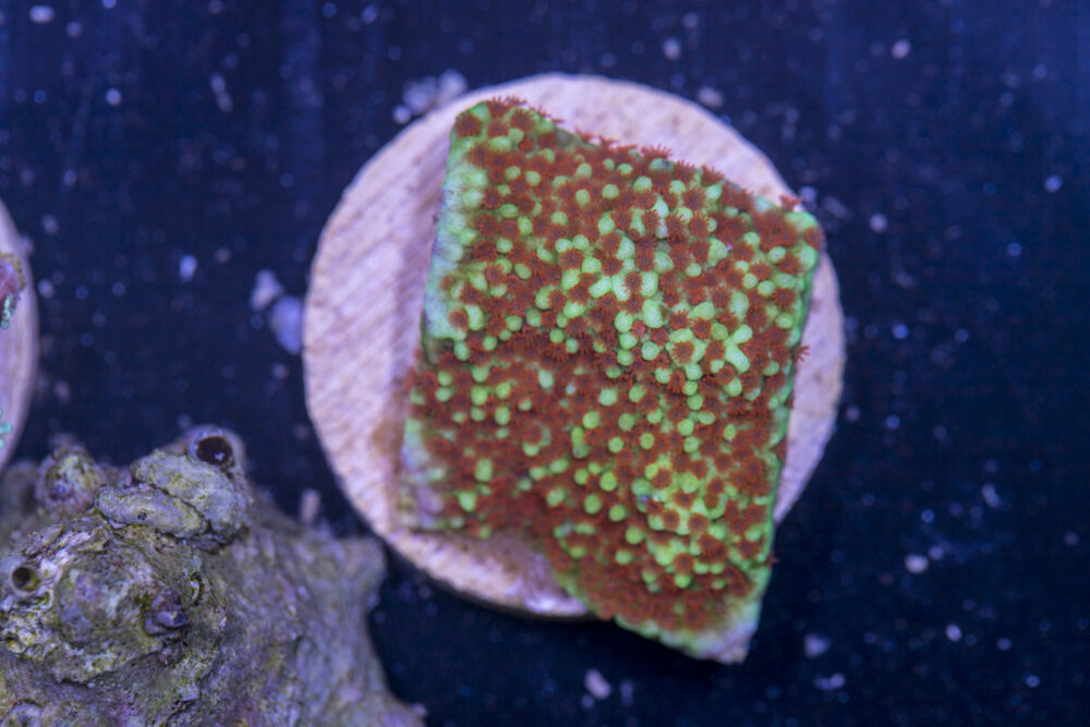 J15 - Montipora