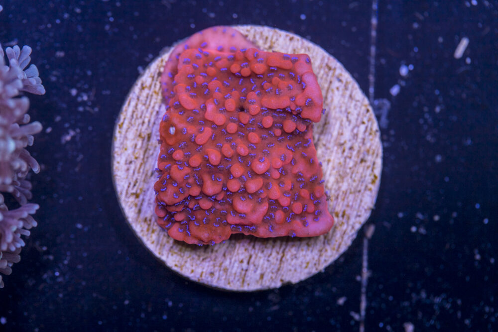 J17 - Montipora