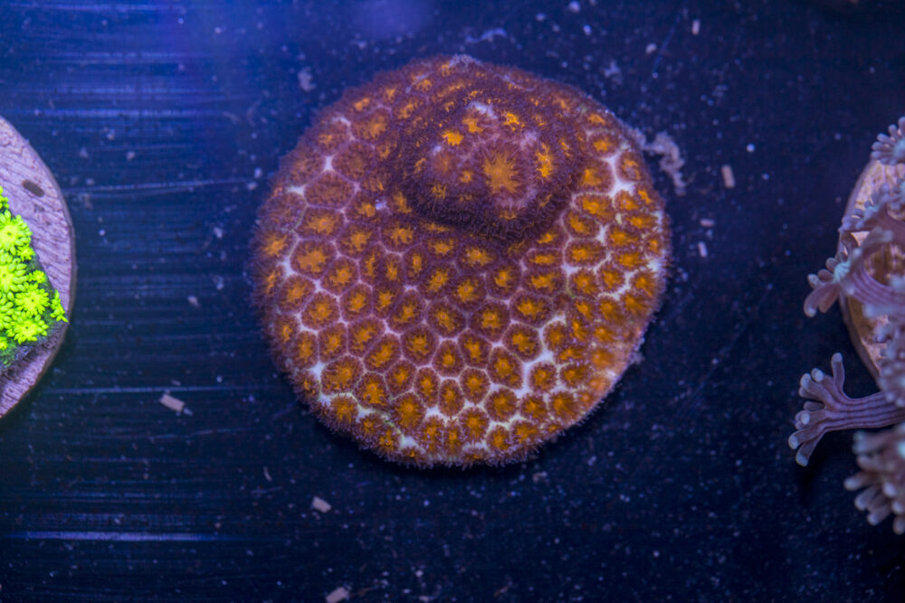 J19 - Leptastrea