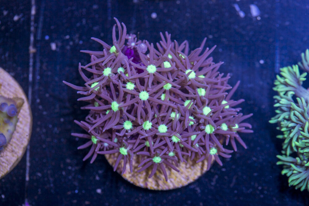 J23 - Star Polyp