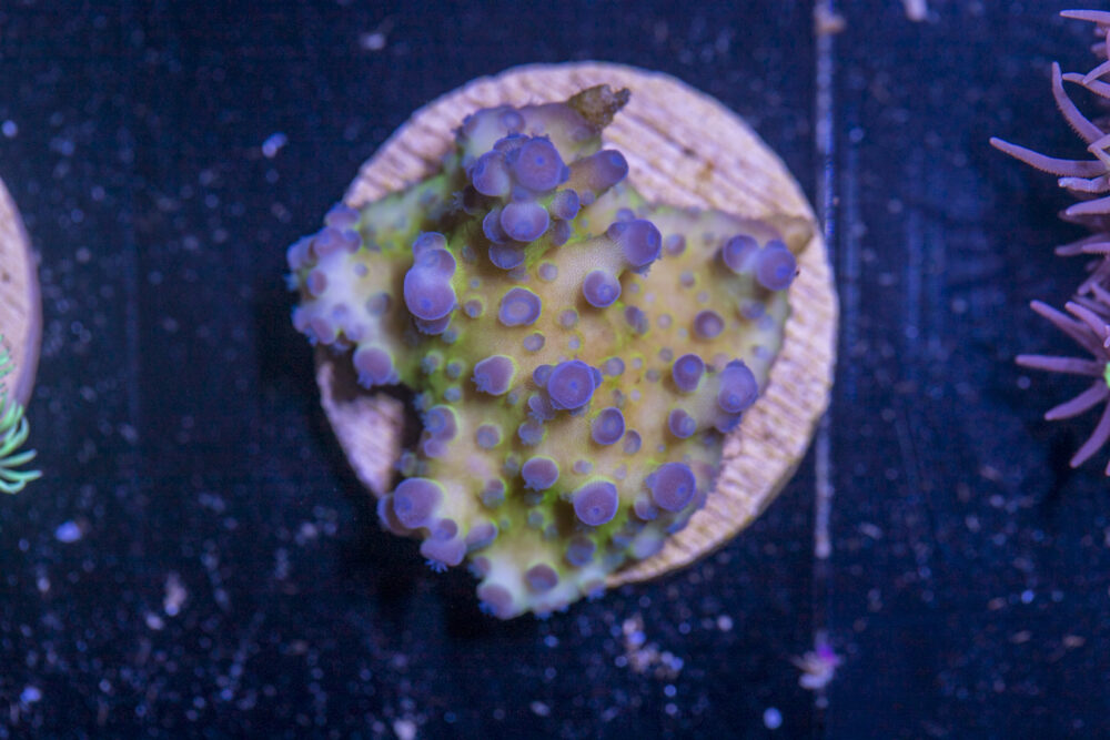 J24 - Acropora