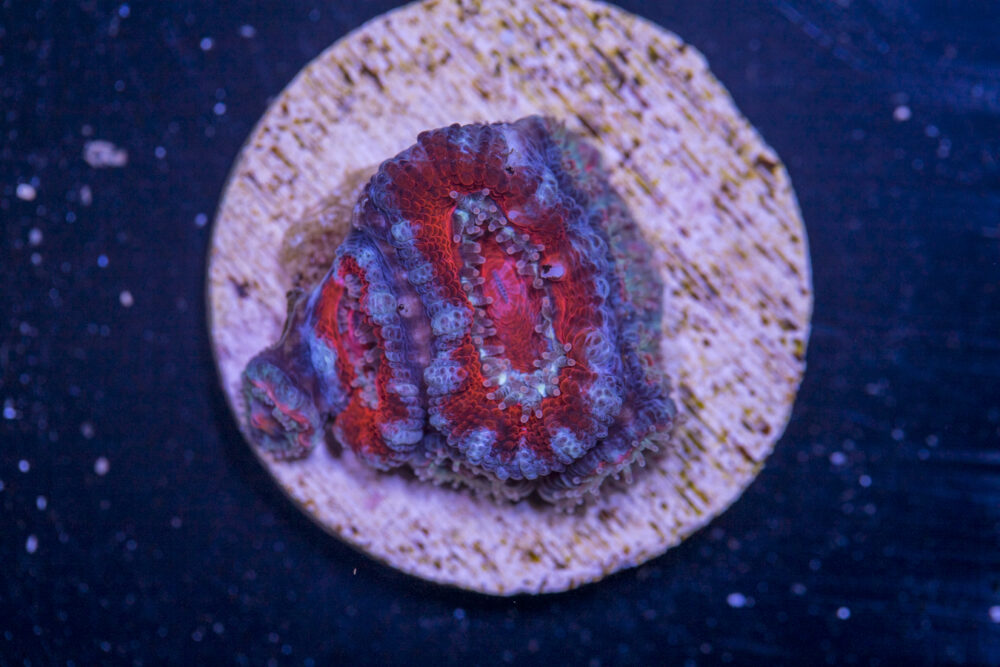 J28 - Acan