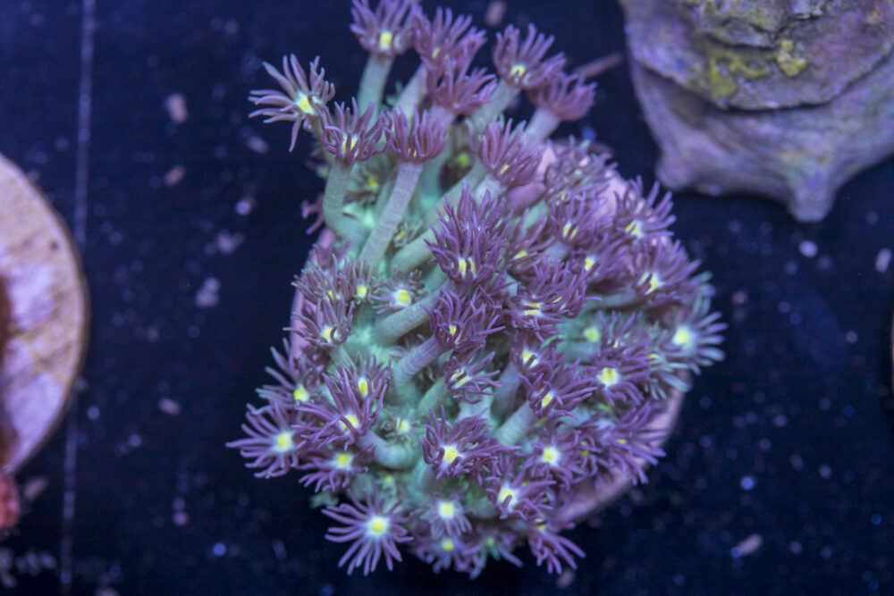 K16 - Goniopora
