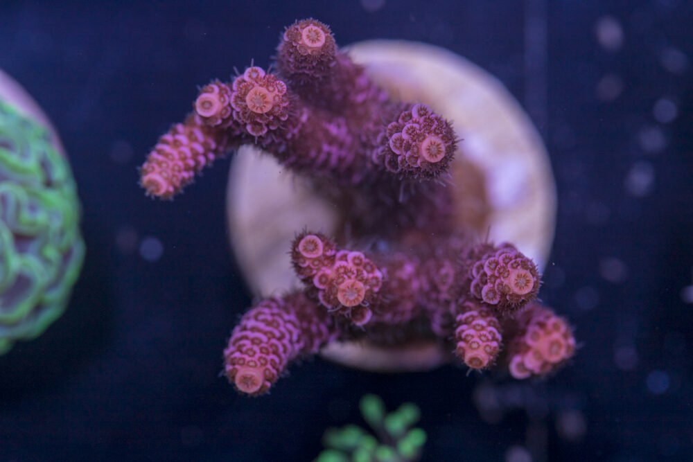 K17 - Millepora