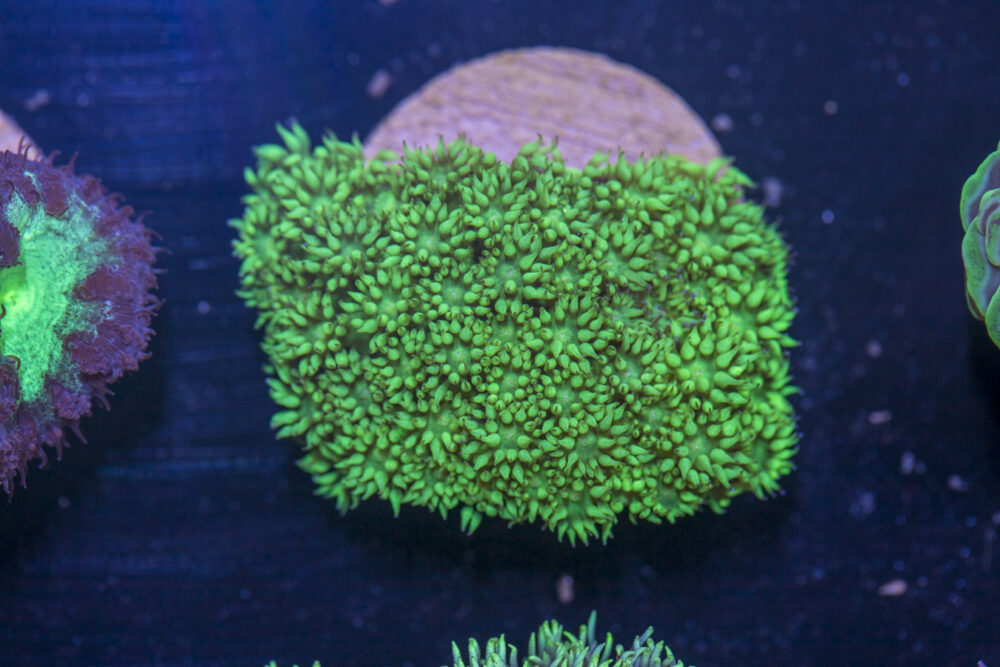 K19 - Goniopora