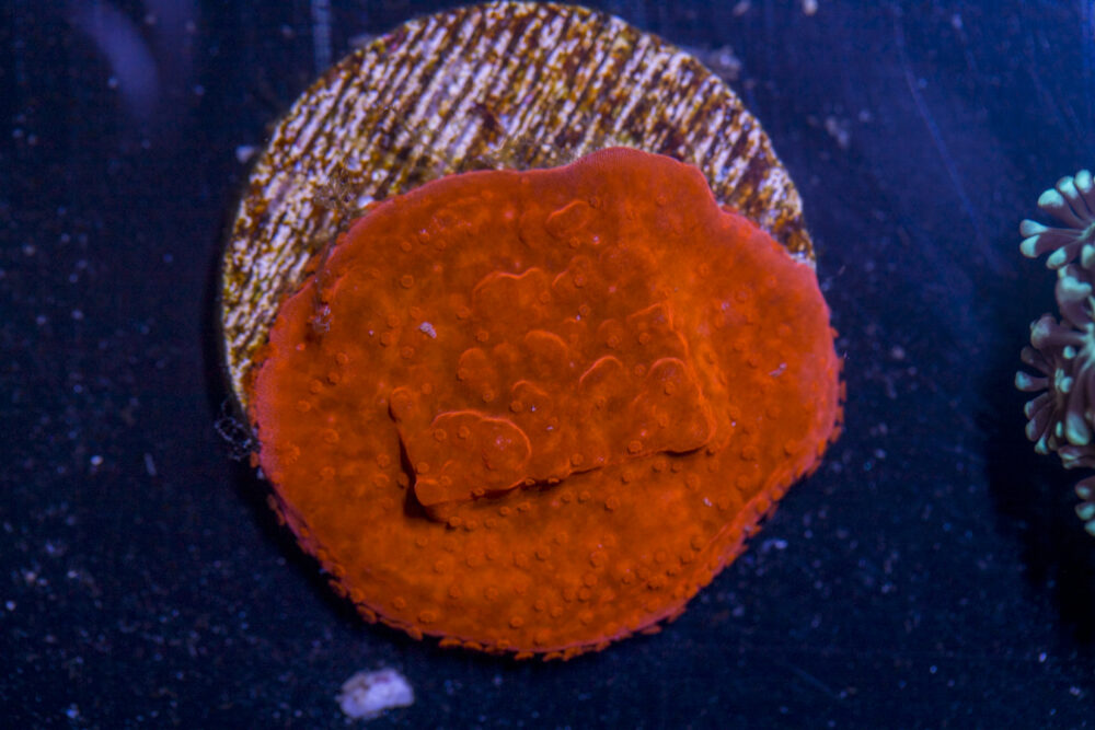 K23 - Montipora