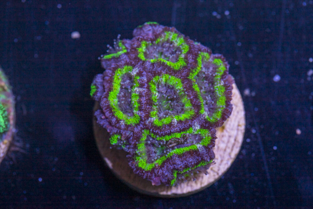 K26 - Acan