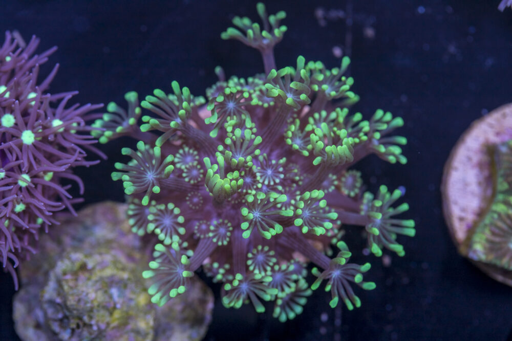 L17 - Alveopora