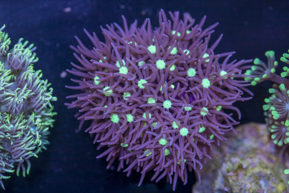 L18 - Star Polyp