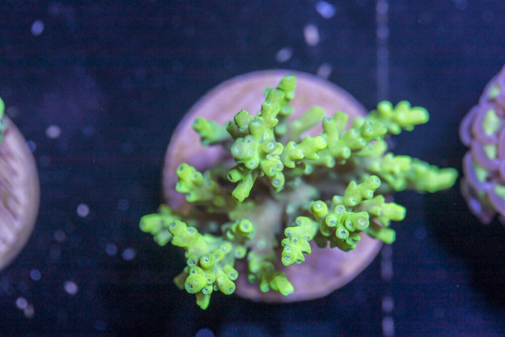L24 - Acropora