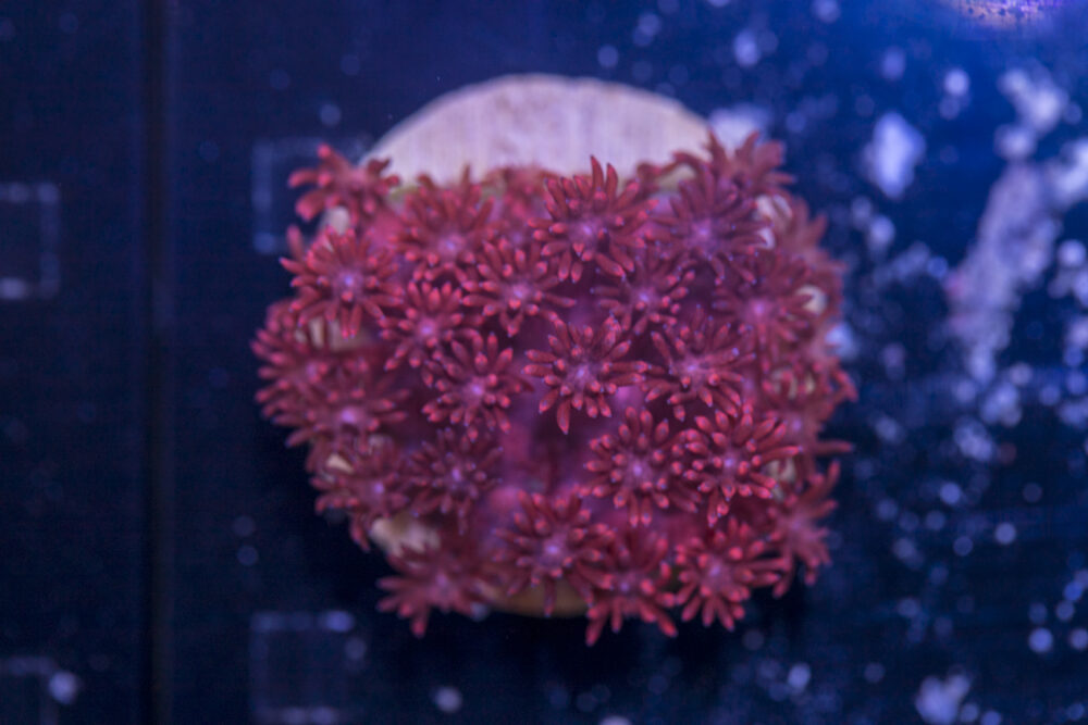 Goniopora